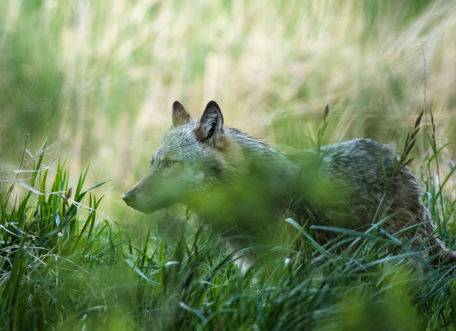 Wildlife WOLF