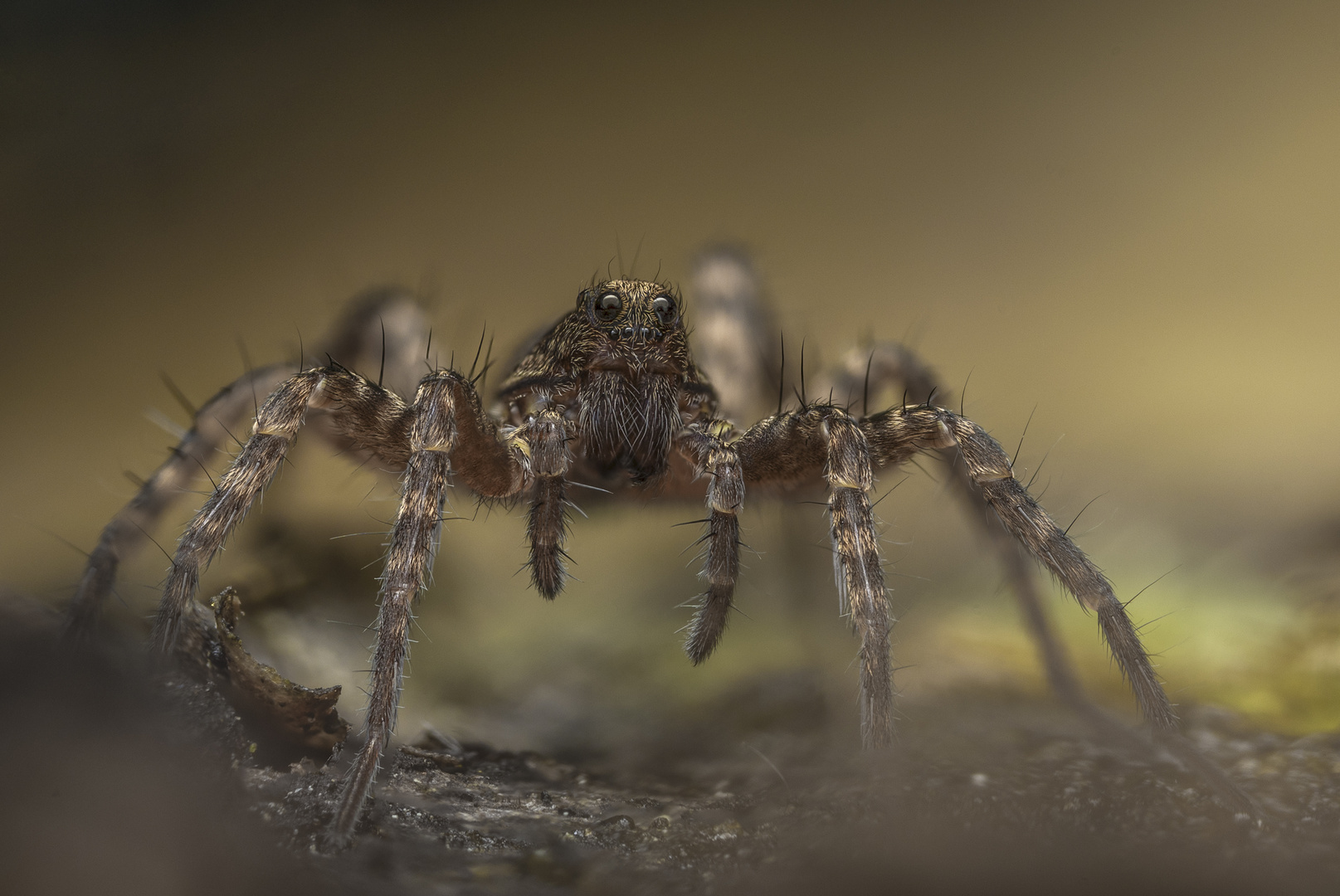 Wildlife - Wolfspinne frontal