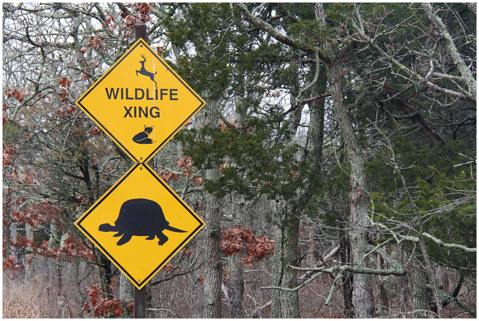 Wildlife Xing....