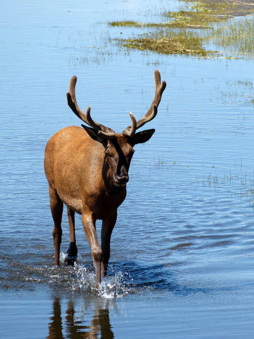 Wildlife Yellowstone Nationalpark