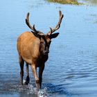 Wildlife Yellowstone Nationalpark