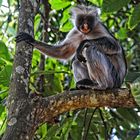 wildlife, Zanzibar