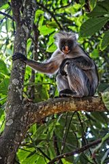 wildlife, Zanzibar