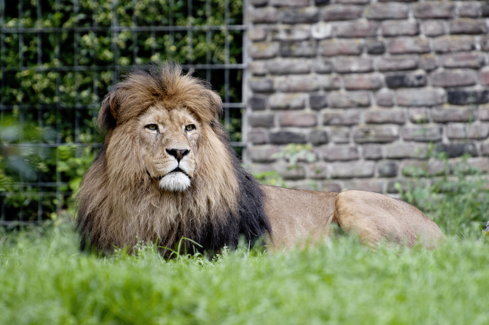 Wildlife - Zoo Duisburg