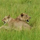 Wildlife: zweisam. Chobe NP, Botswana