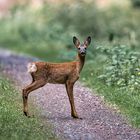 Wildlife_004