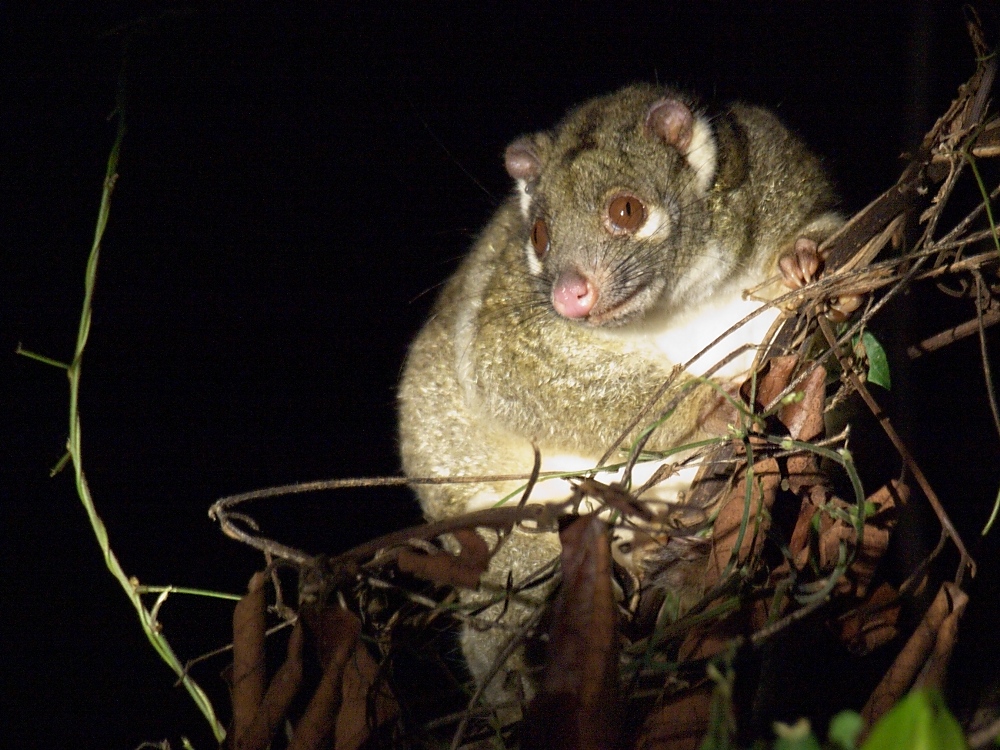 Wildlive Possum