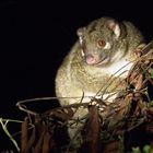 Wildlive Possum