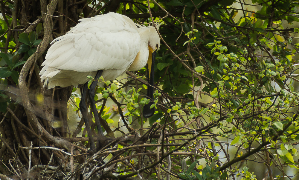 Wildllifedoku: Löffler (Platalea leucorodia)