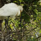 Wildllifedoku: Löffler (Platalea leucorodia)