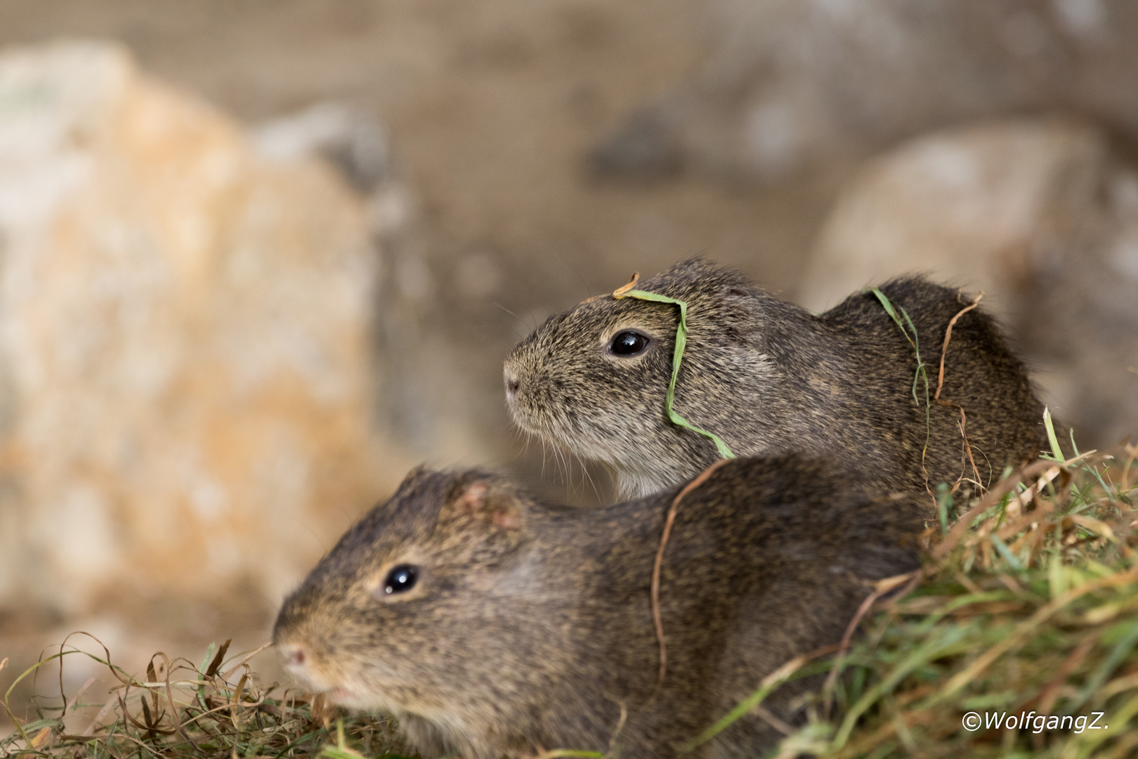 Wildmeerschweinchen