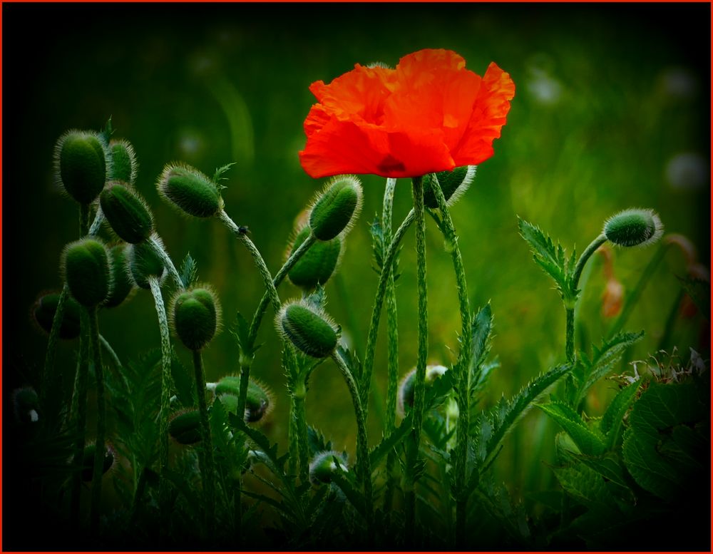 wiLD.moHN