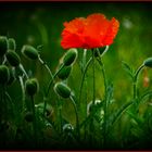 wiLD.moHN