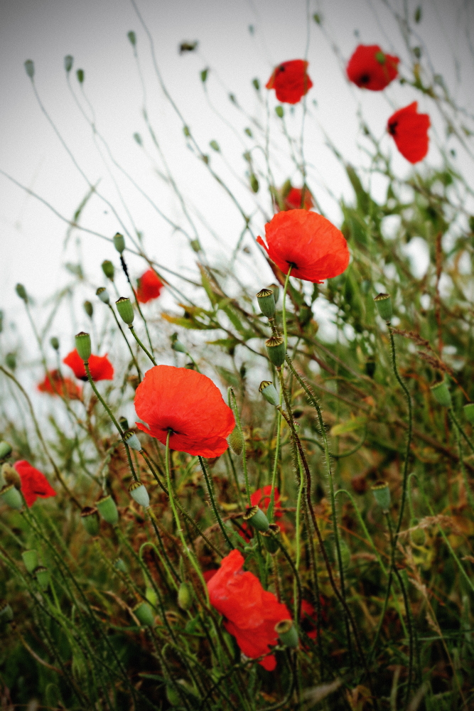 wildmohn