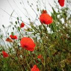 wildmohn