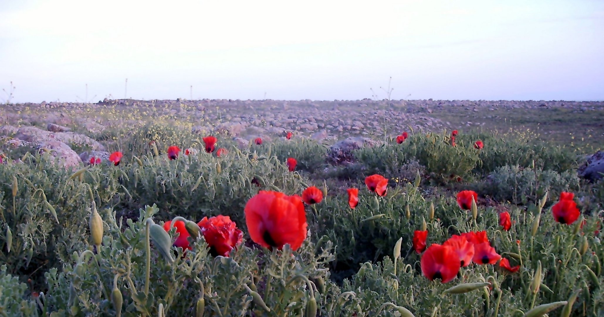 wild,mohn ,deksoria