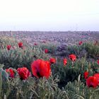 wild,mohn ,deksoria