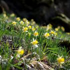 Wildnarzissen im Perlbachtal