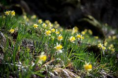 Wildnarzissen im Perlbachtal