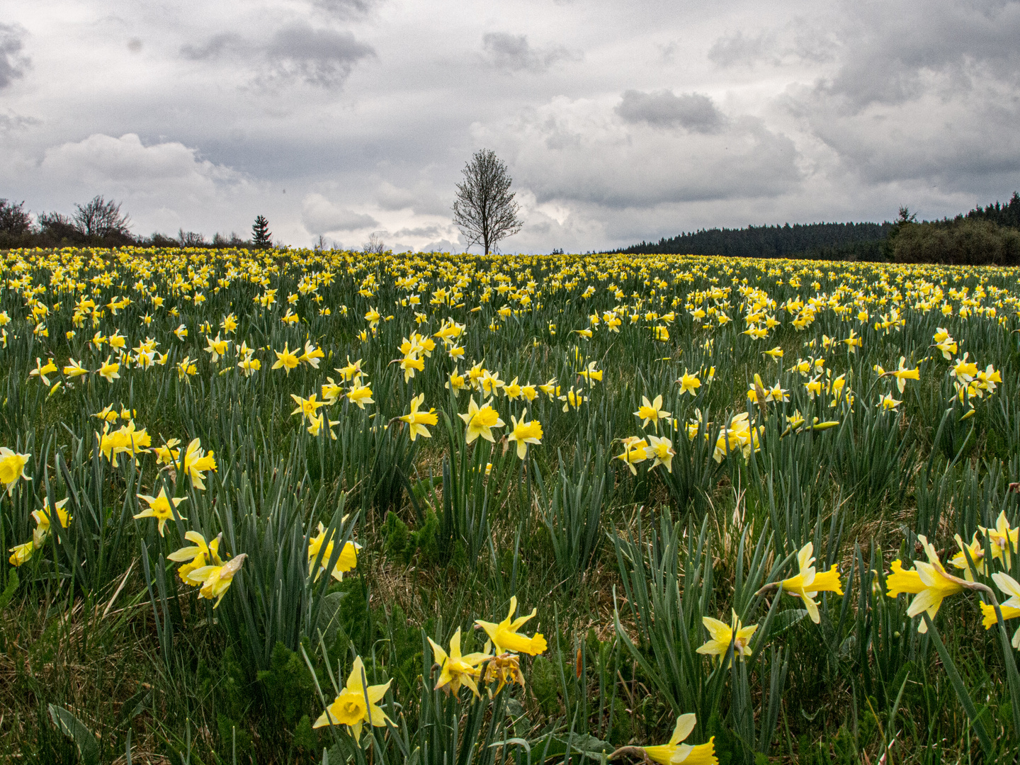 Wildnarzissenfeld an der Rur