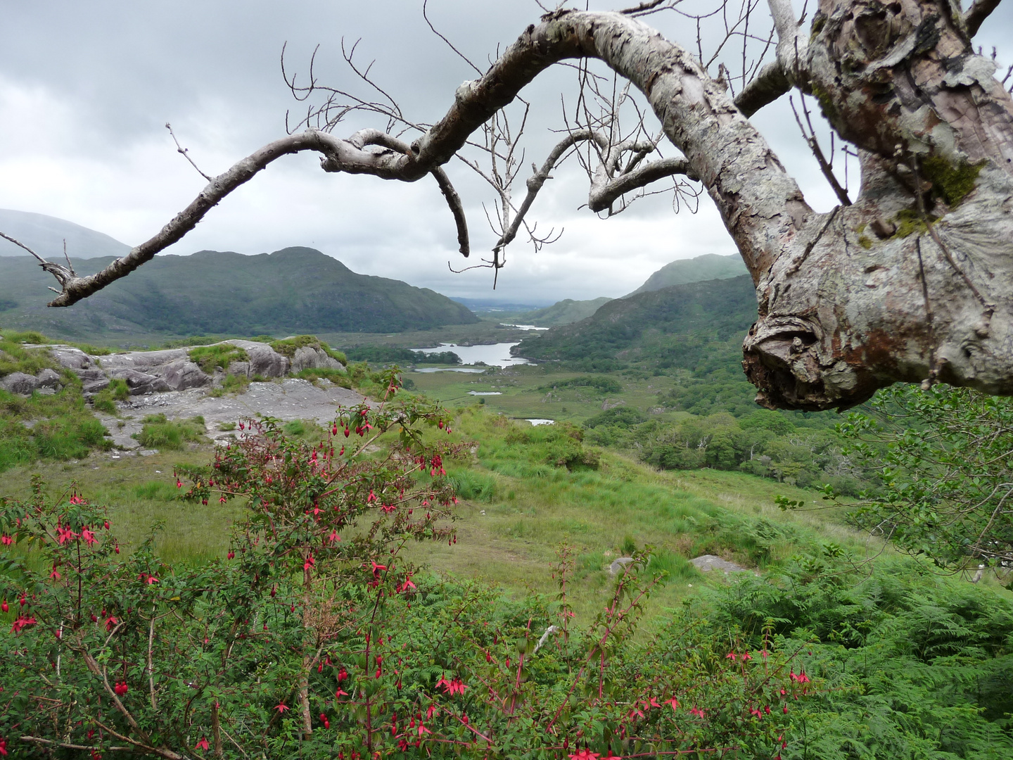 Wildness Ireland