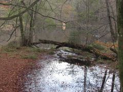 Wildnis am Huckinger See