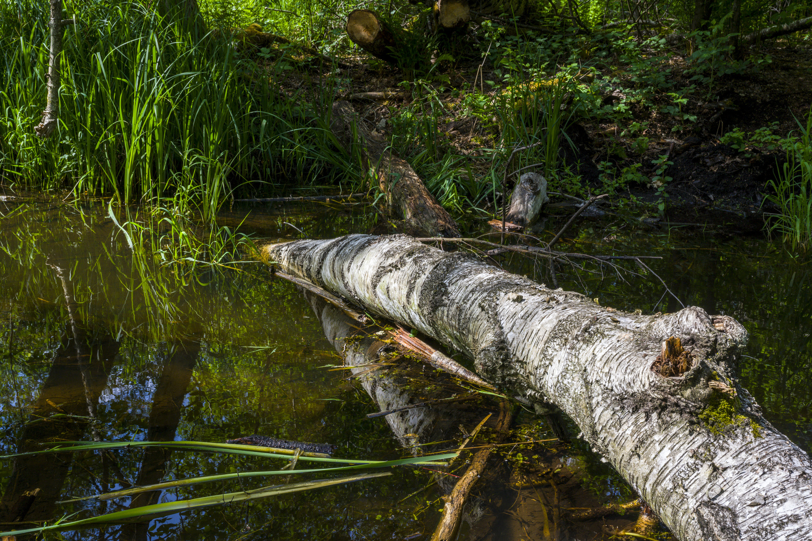 Wildnis am Hüttwilersee