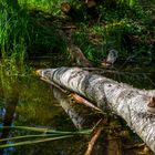 Wildnis am Hüttwilersee