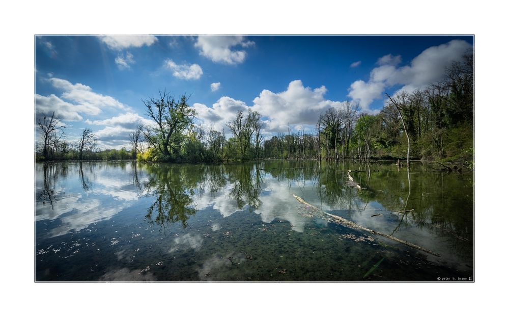 Wildnis am Oberrhein