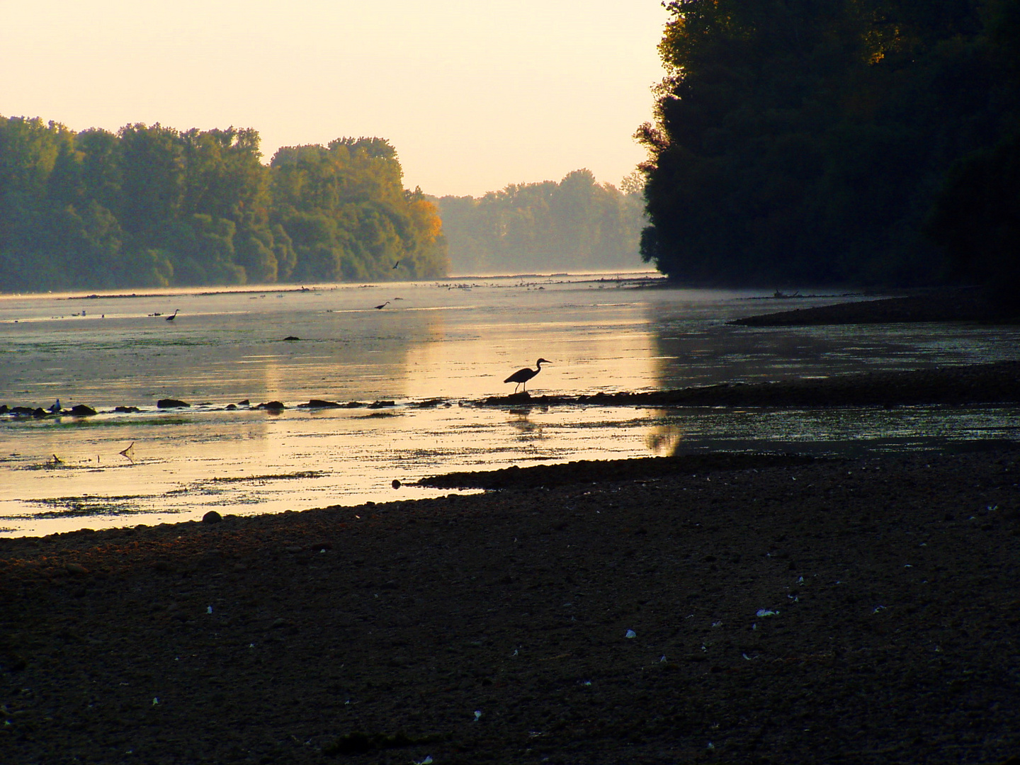 Wildnis am Rhein