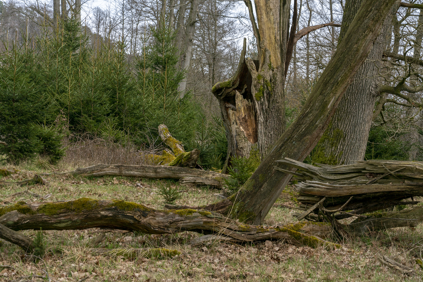 Wildnis Arnsberger Wald