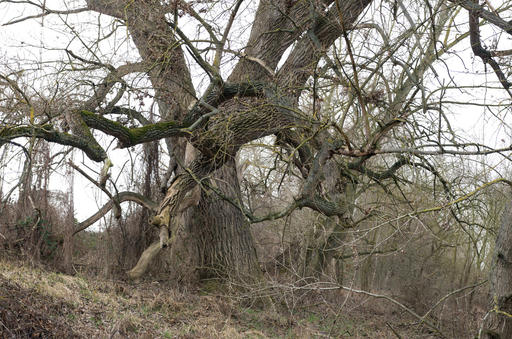 Wildnis auf der Insel Weißenthurmer Werth