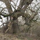 Wildnis auf der Insel Weißenthurmer Werth