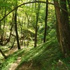 Wildnis beim Heiligenquell mit Baumtor