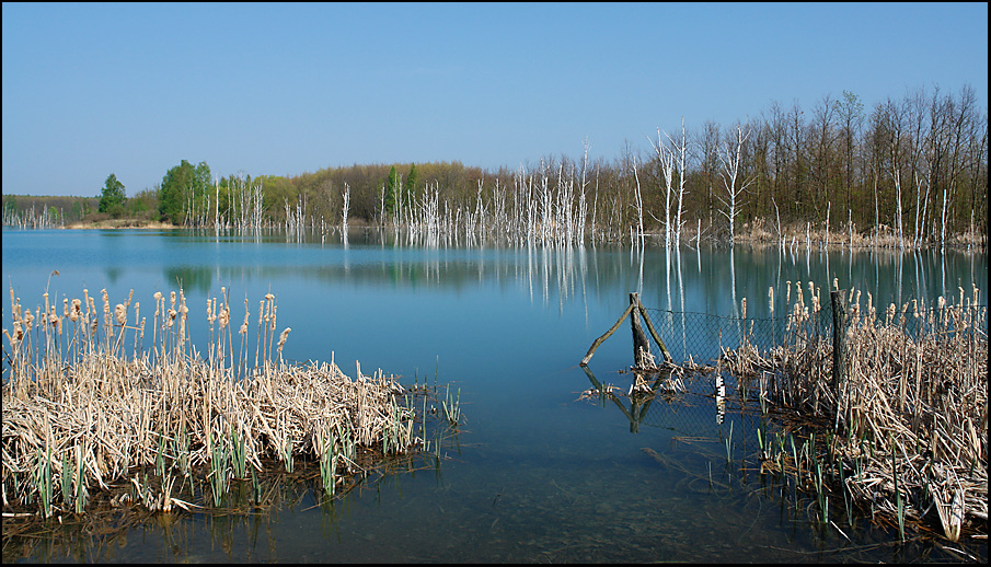 Wildnis Goitzsche