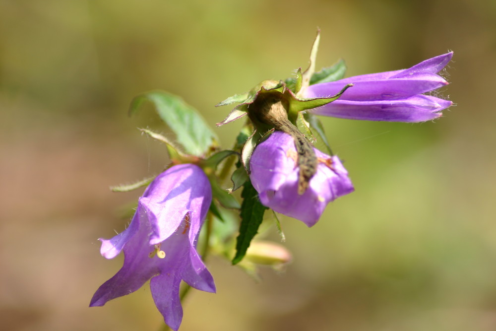 Wildnis im Garten 02