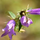 Wildnis im Garten 02