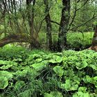 Wildnis im Lübnitzgrund