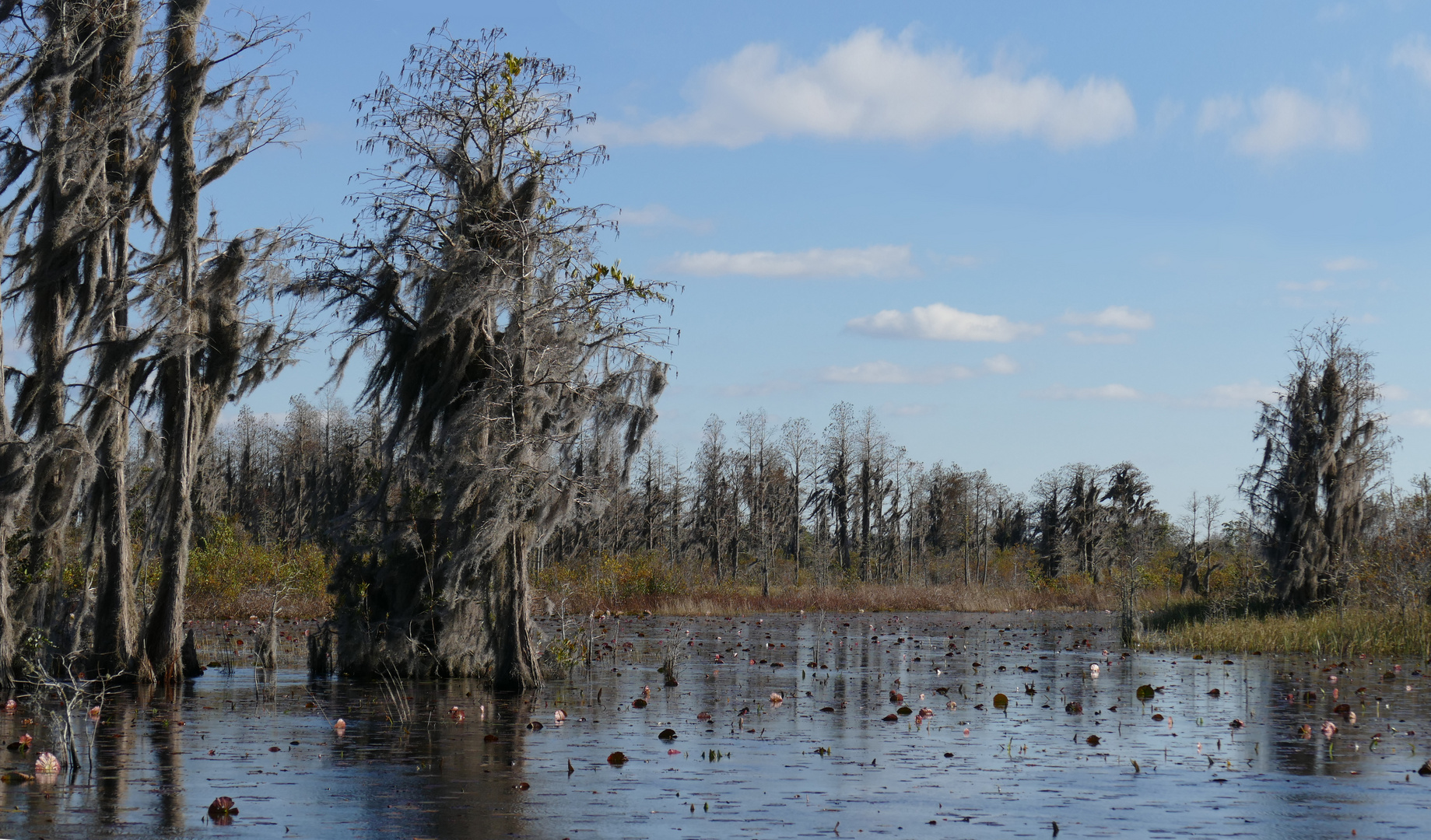 Wildnis im Okefenokee-Park