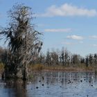 Wildnis im Okefenokee-Park