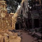 Wildnis im Ta Prohm