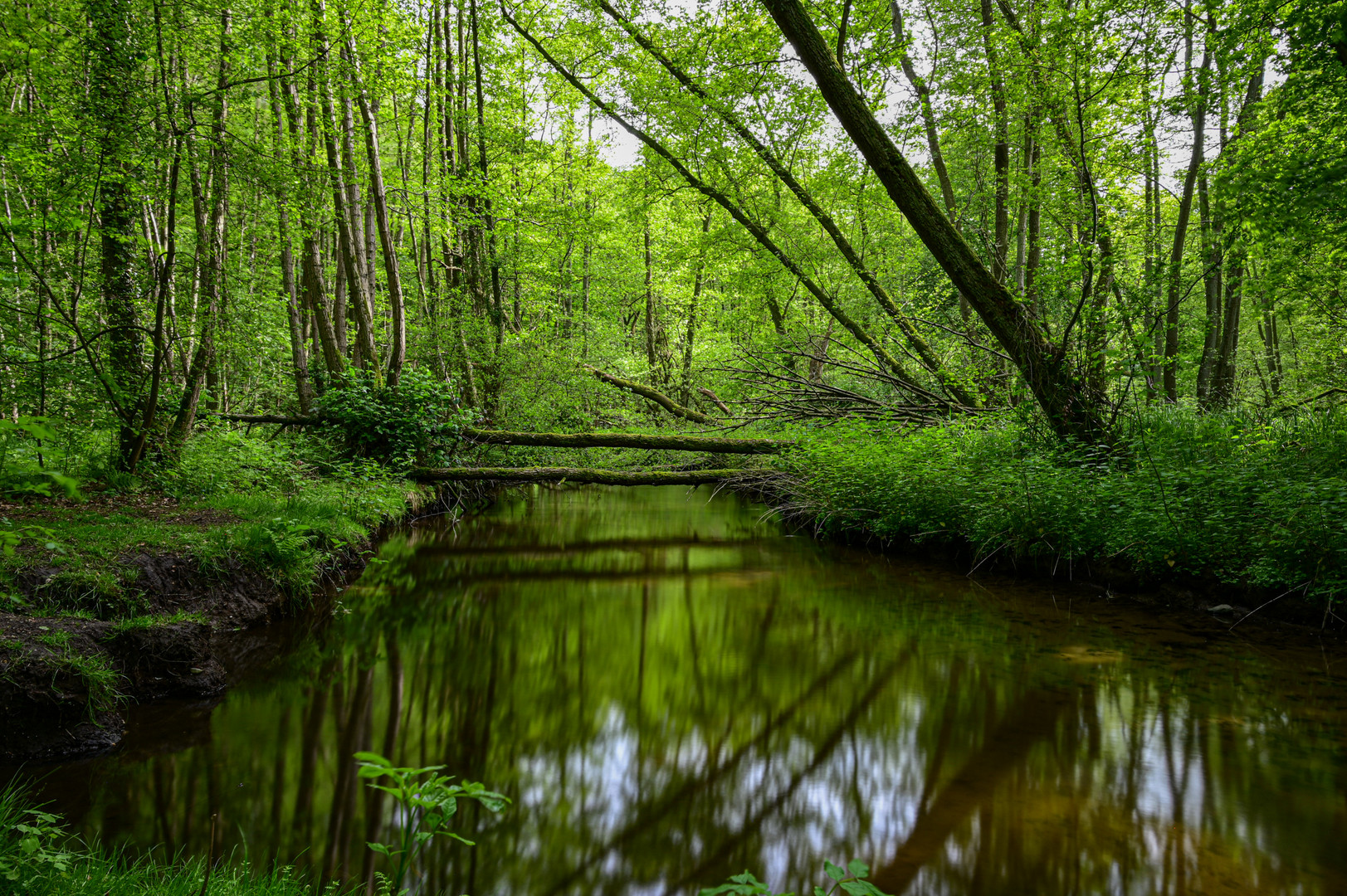 Wildnis in der Flussaue