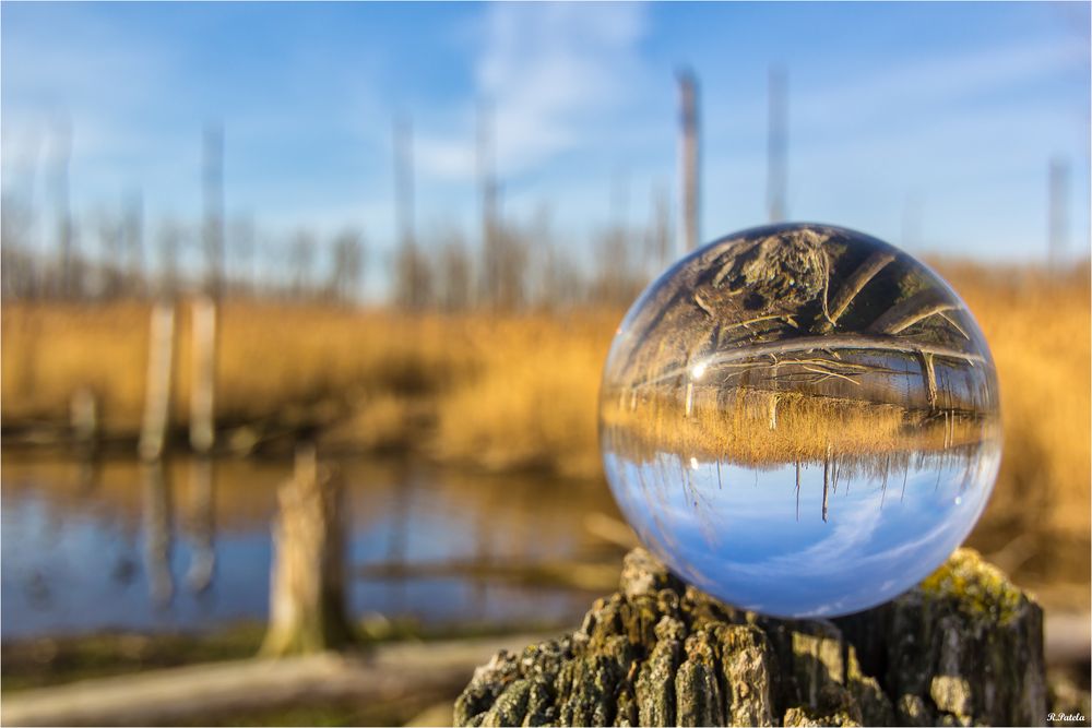Wildnis in der Glaskugel Foto & Bild teich, natur, privat Bilder auf