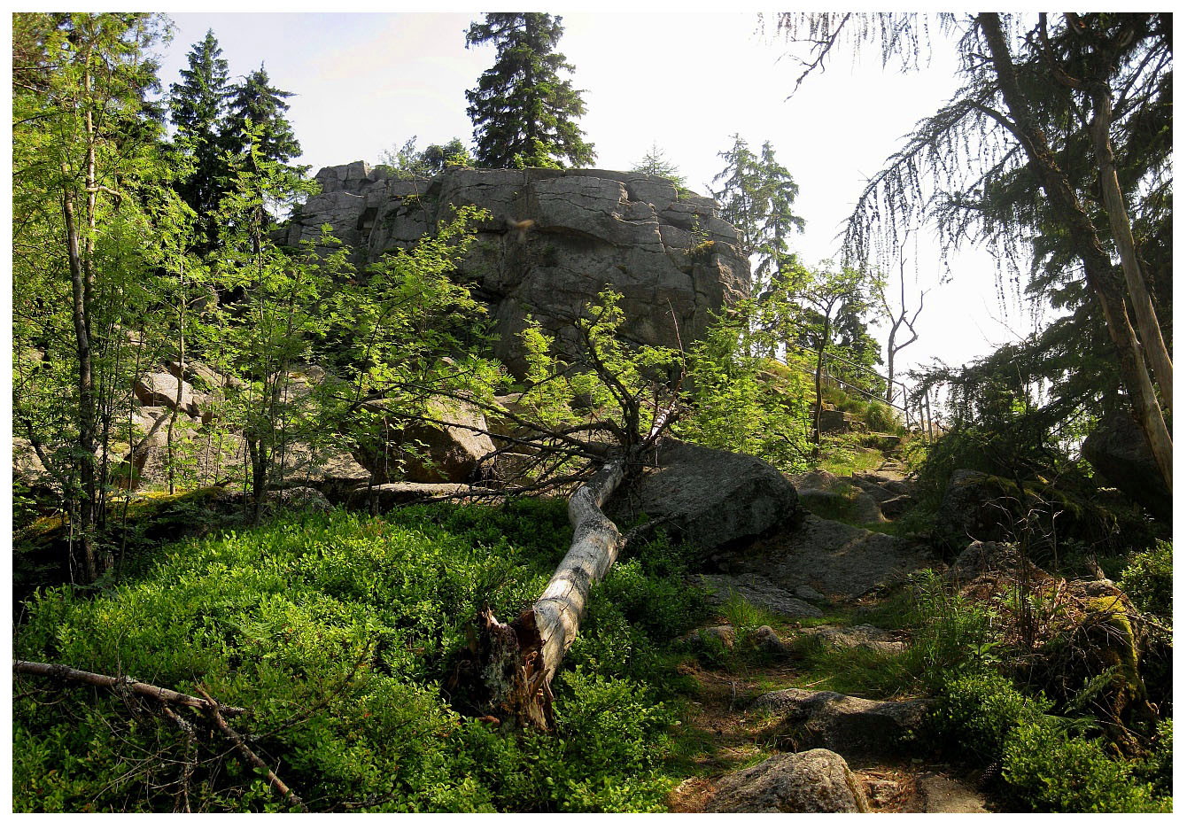 Wildnis um den Saubadfelsen