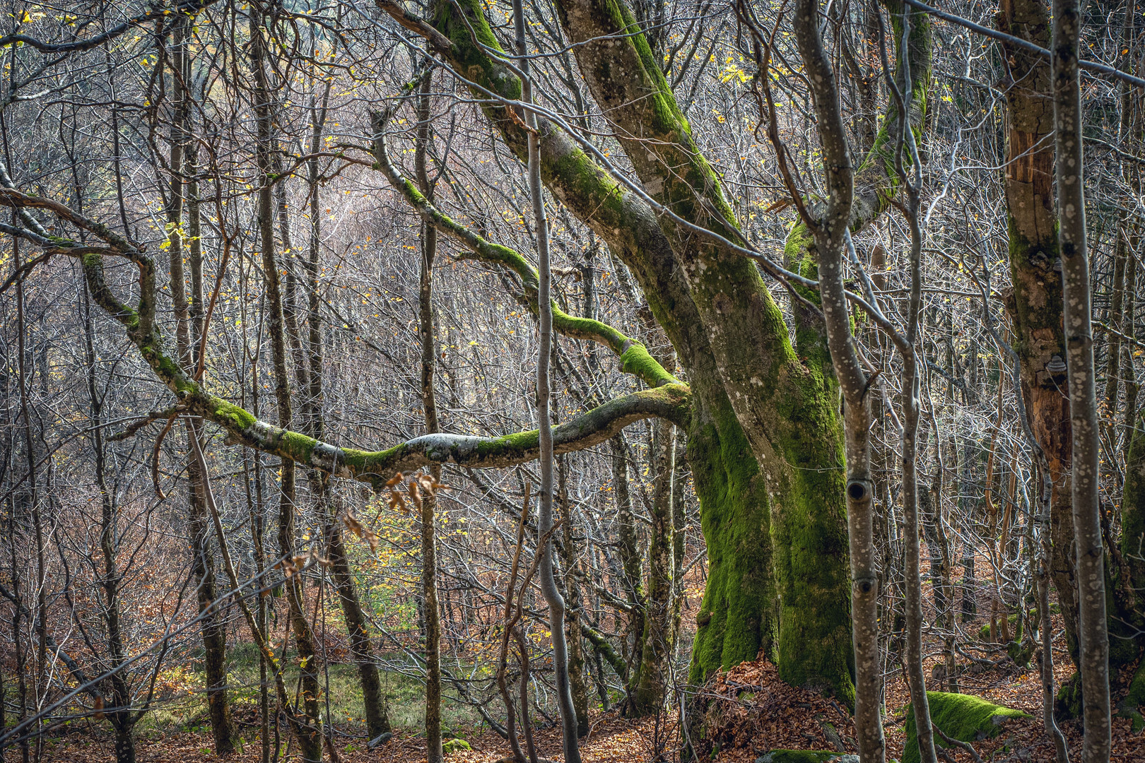 Wildnis vor der Haustür 4