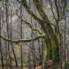 Wildnis vor der Haustür 4