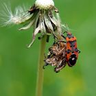 Wildnis vor der Haustür (XIII)