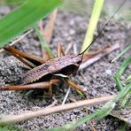 Wildnis vor der Haustür (XIV)