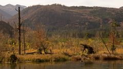 Wildniss am See