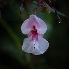 Wildorchidee